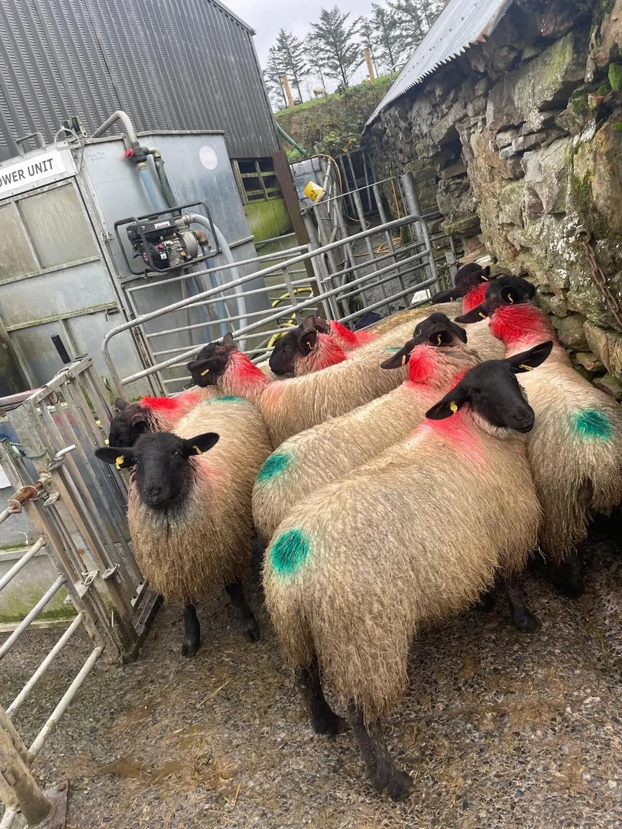 Suffock Mule ewe lambs - Image 2