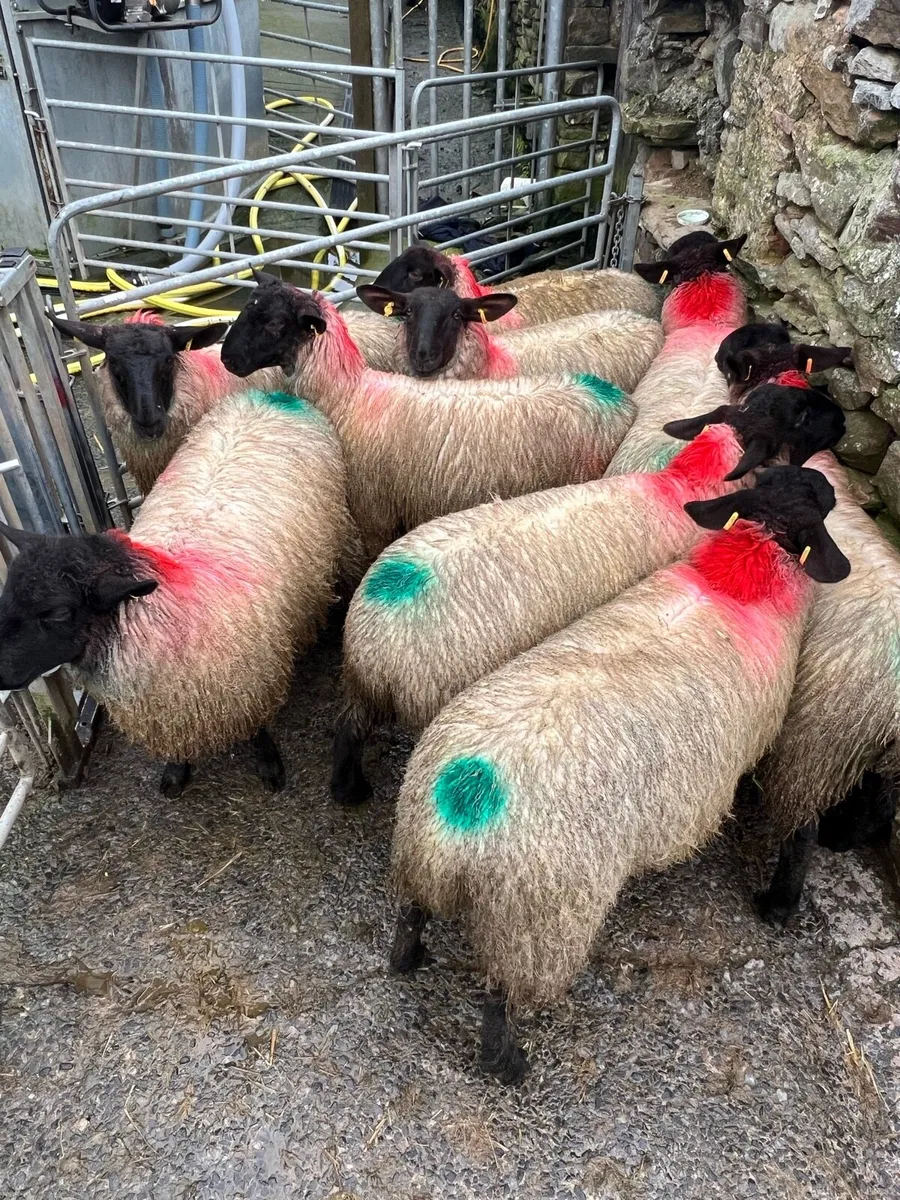 Suffock Mule ewe lambs - Image 3