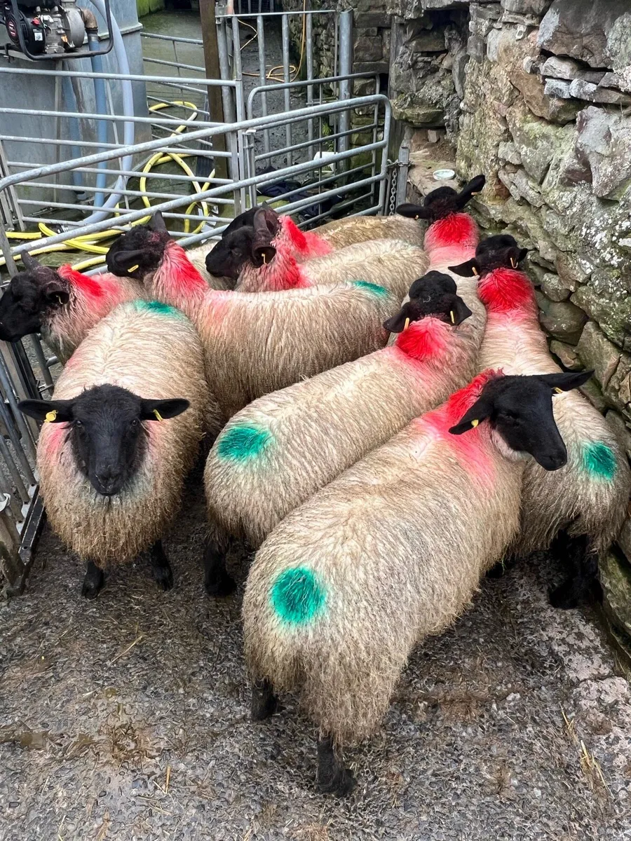 Suffock Mule ewe lambs - Image 4