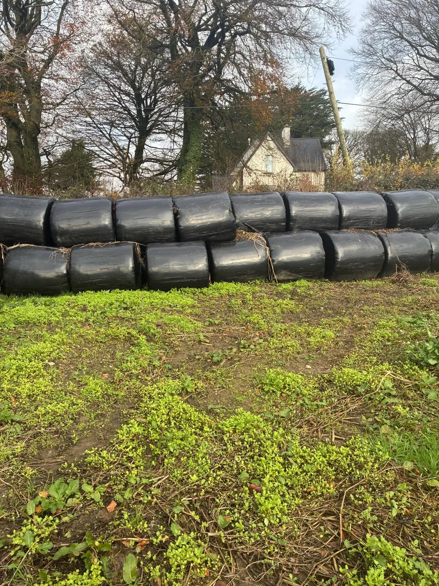 Silage bales - Image 1