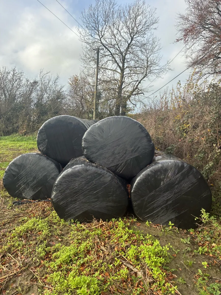 Silage bales - Image 2