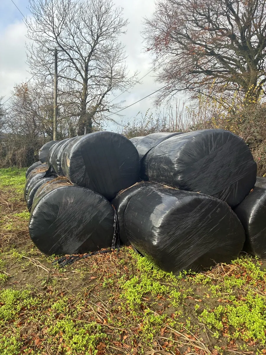 Silage bales - Image 4