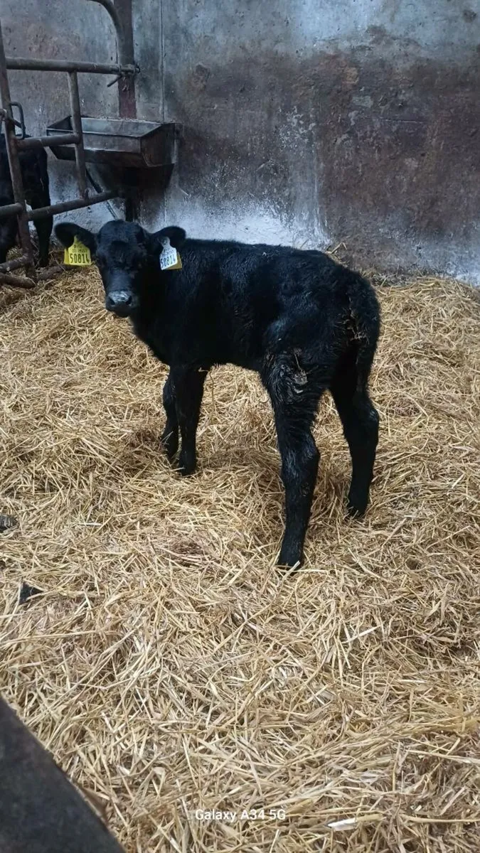 Calves - Image 1
