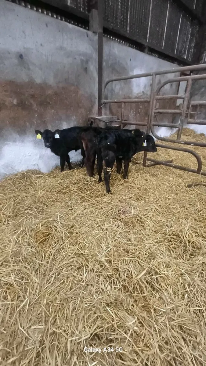 Calves - Image 2