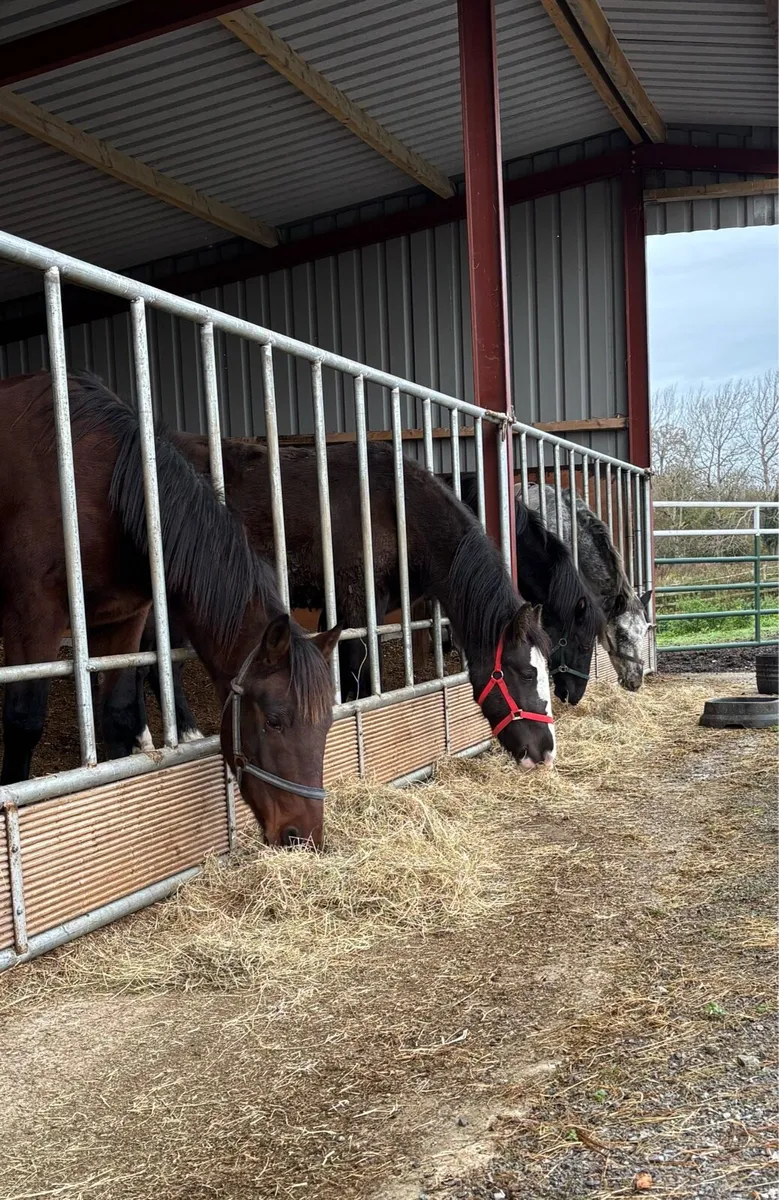 QUALITY YOUNGSTERS RISING 3 yo’s - Image 1