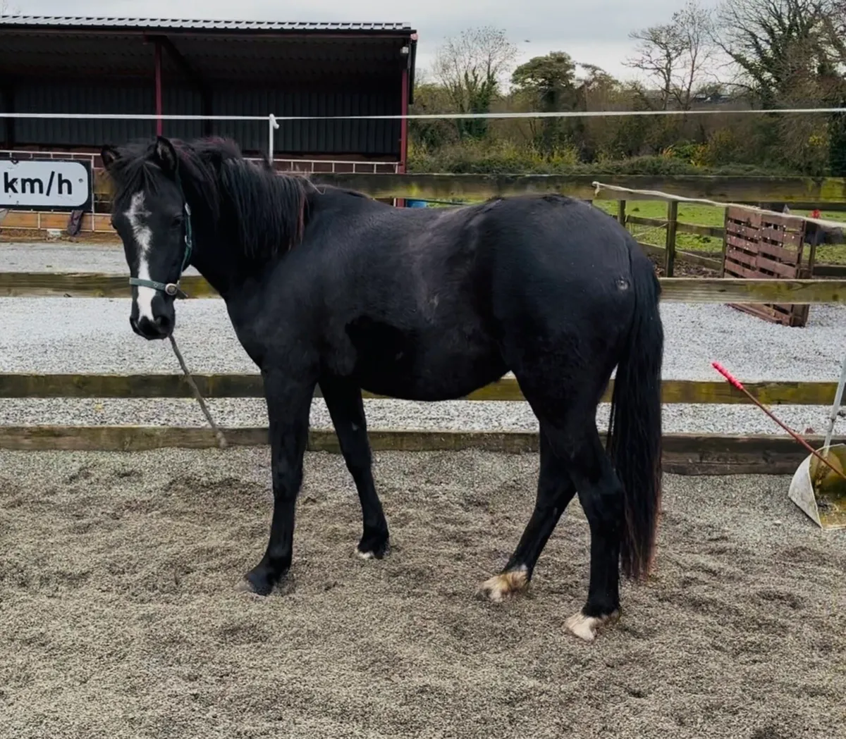 QUALITY YOUNGSTERS RISING 3 yo’s - Image 2