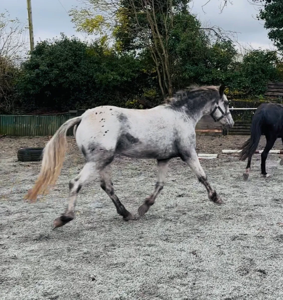 QUALITY YOUNGSTERS RISING 3 yo’s - Image 3