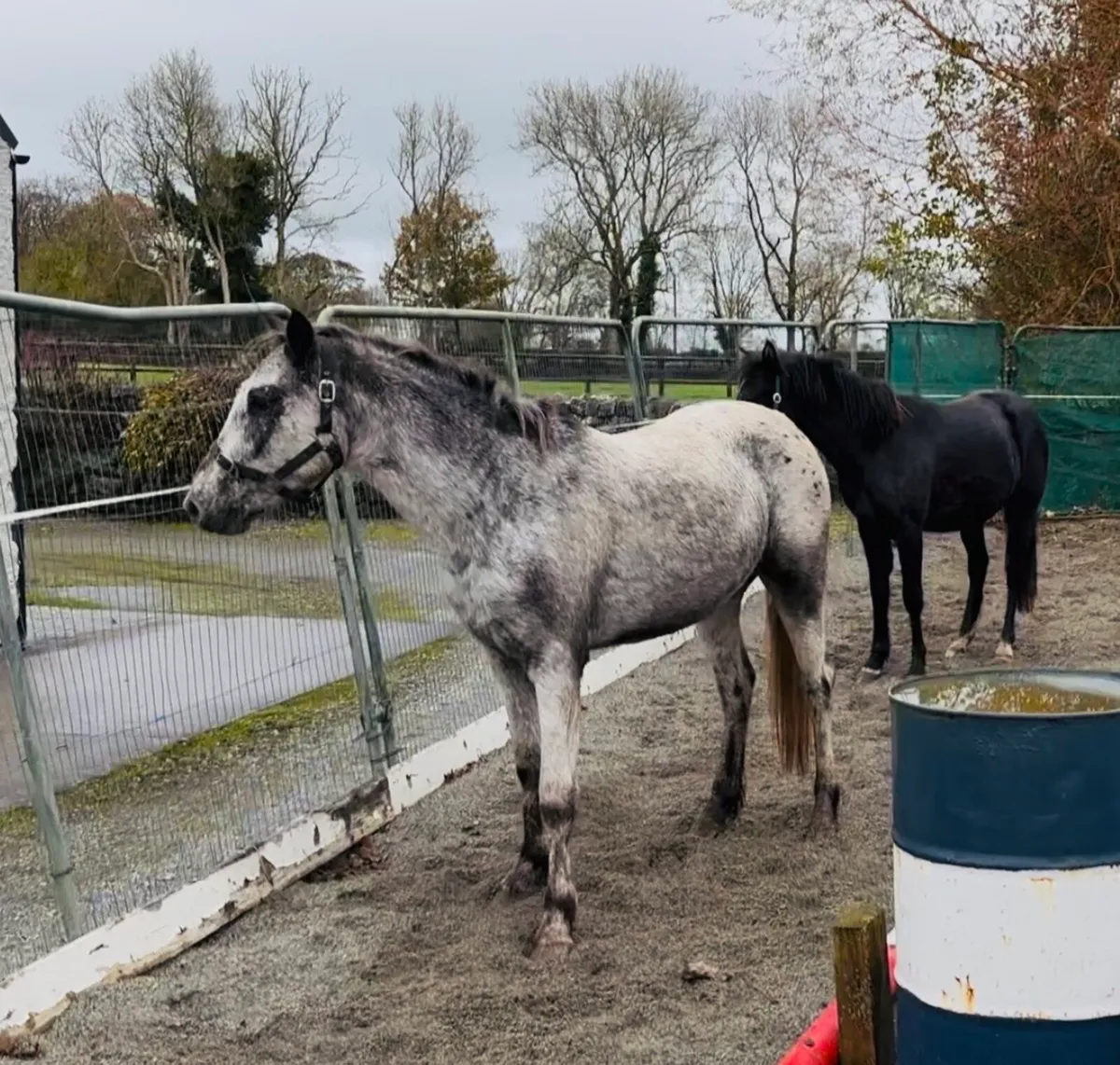 QUALITY YOUNGSTERS RISING 3 yo’s - Image 4
