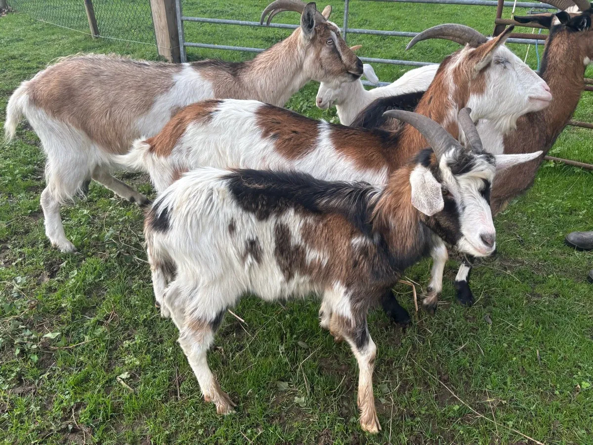 Goats - Image 2