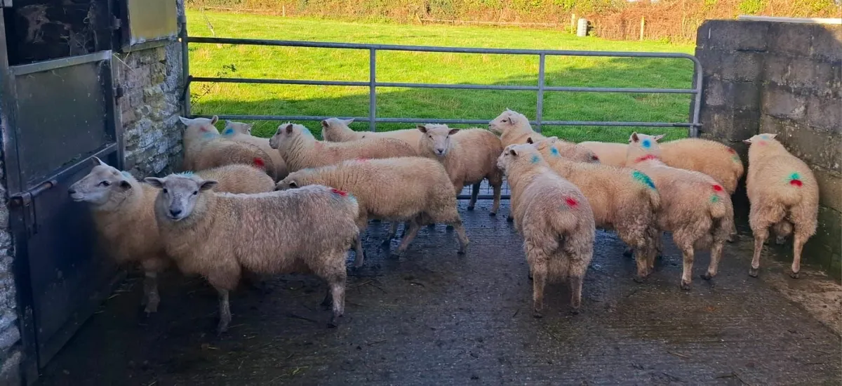 Store Lambs - Image 1