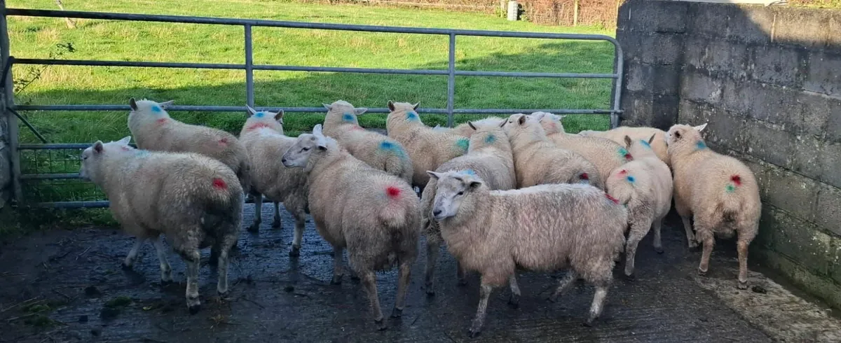 Store Lambs - Image 2