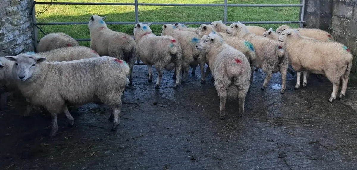 Store Lambs - Image 3