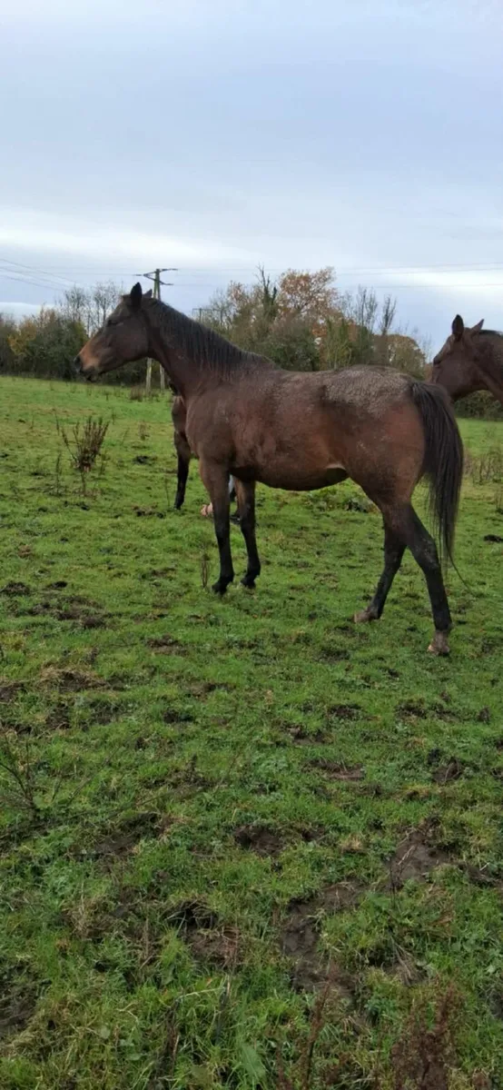 15.2 sport horse - Image 4