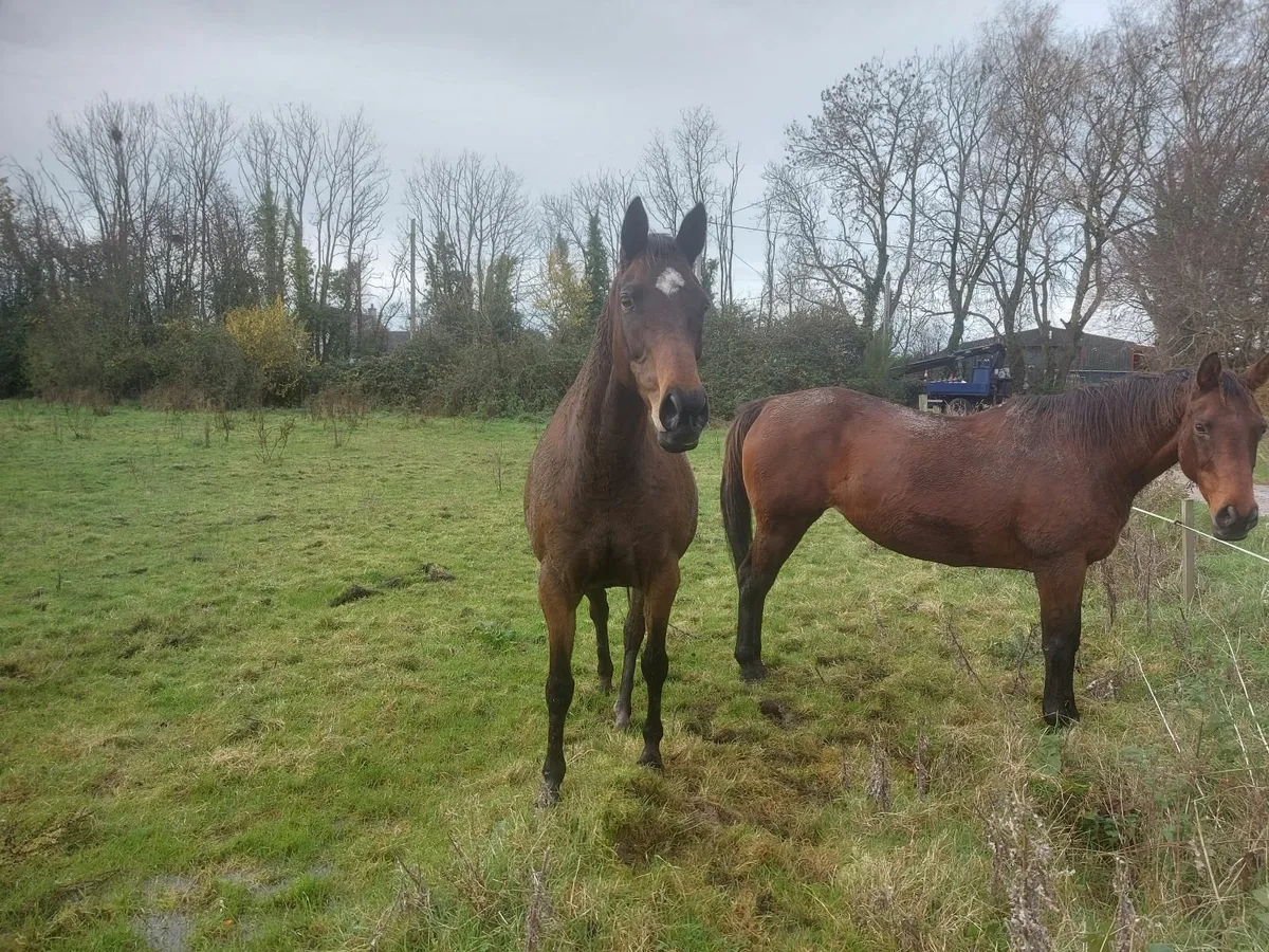 15.2 sport horse - Image 1