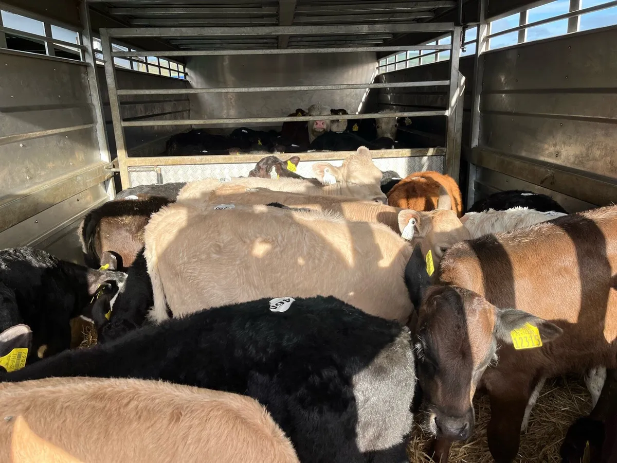 50 Fresh Calves For Sale - Image 1
