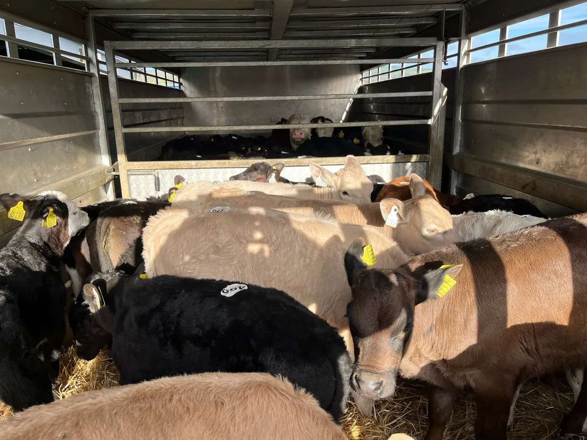 50 Fresh Calves For Sale - Image 2