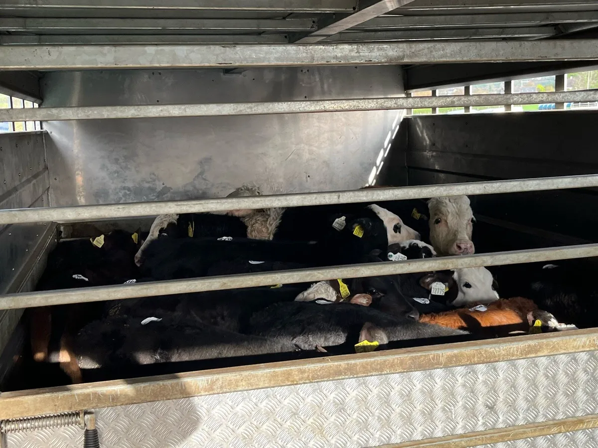 50 Fresh Calves For Sale - Image 3