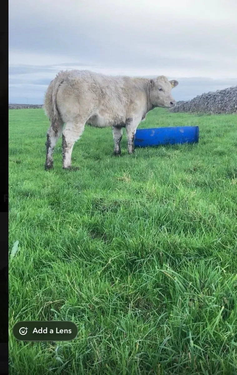 Show charlaois heifer - Image 3