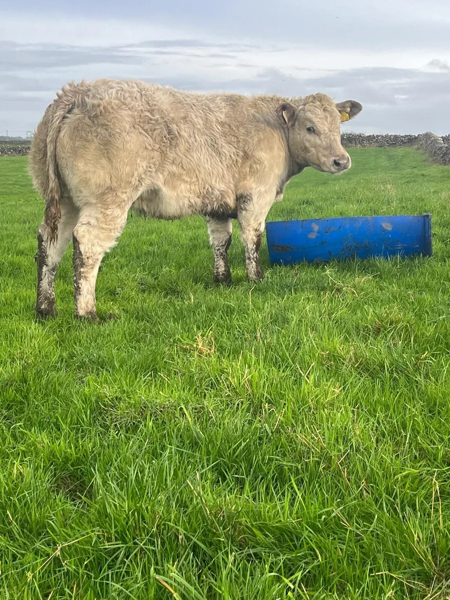 Show charlaois heifer - Image 2