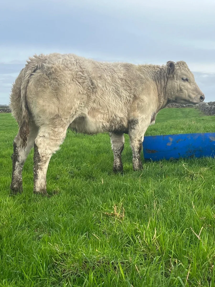 Show charlaois heifer - Image 1