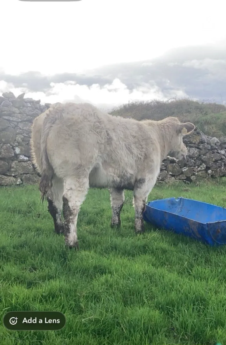 Show charlaois heifer - Image 4