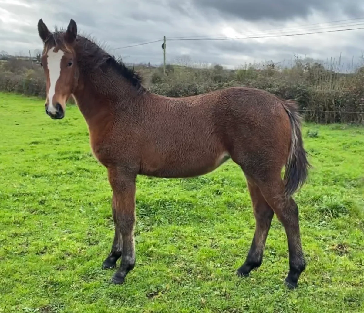 Another Pleasure Foal - Image 1