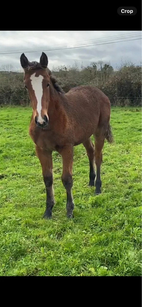 Another Pleasure Foal - Image 2