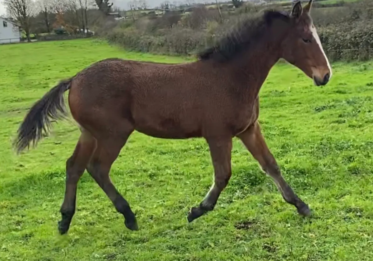 Another Pleasure Foal - Image 3