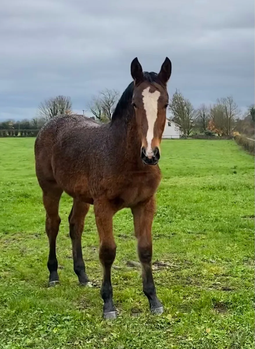 Another Pleasure Foal - Image 4