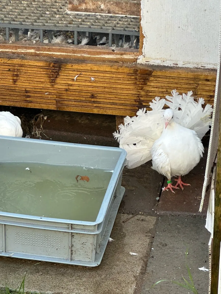 Fantail pigeons - Image 1