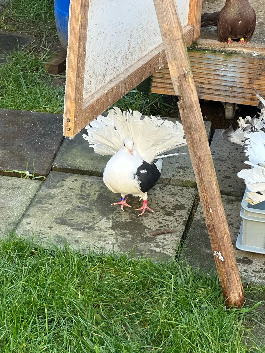 Fantail pigeons - Image 2