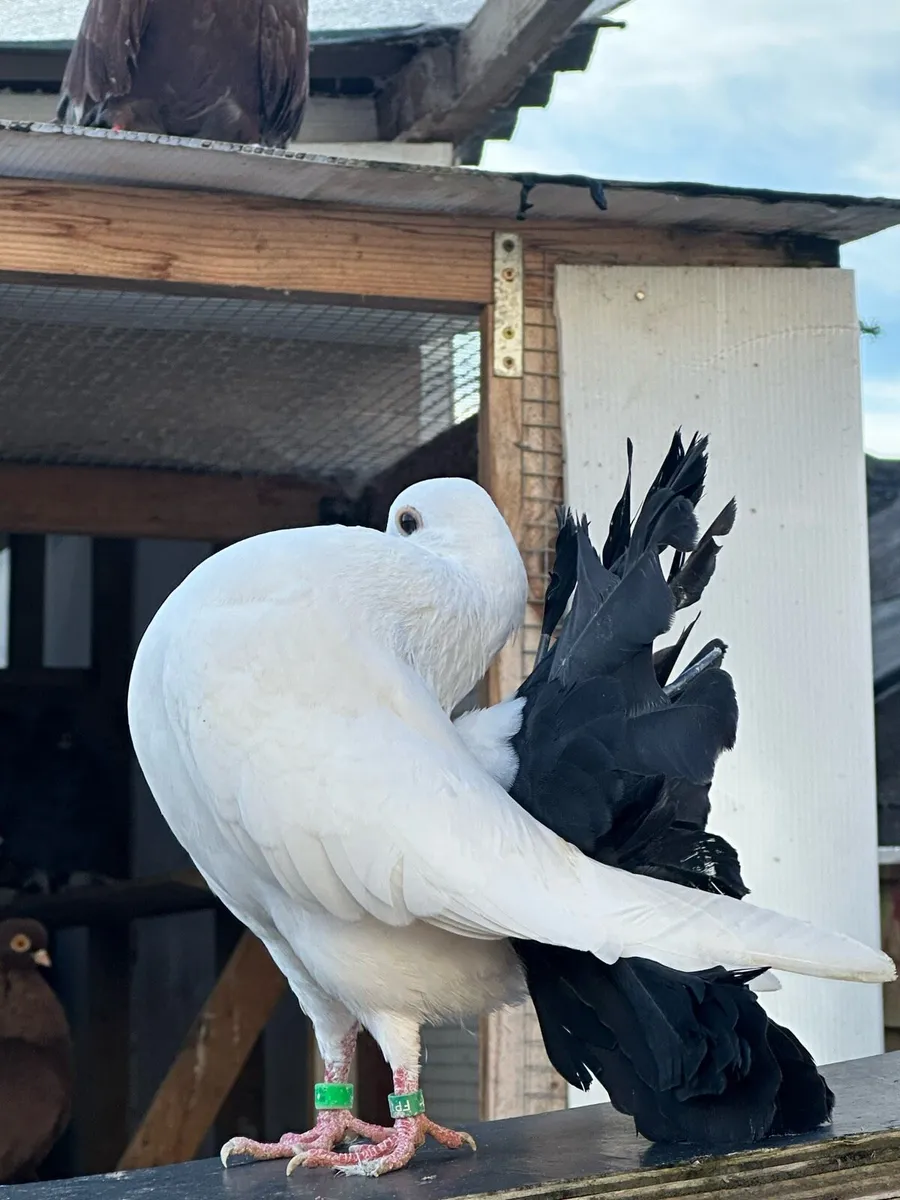 Fantail pigeons - Image 3