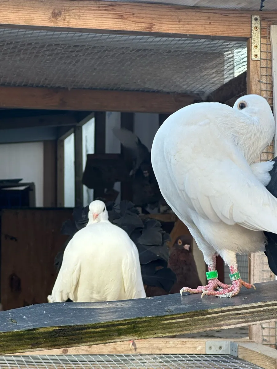 Fantail pigeons - Image 4