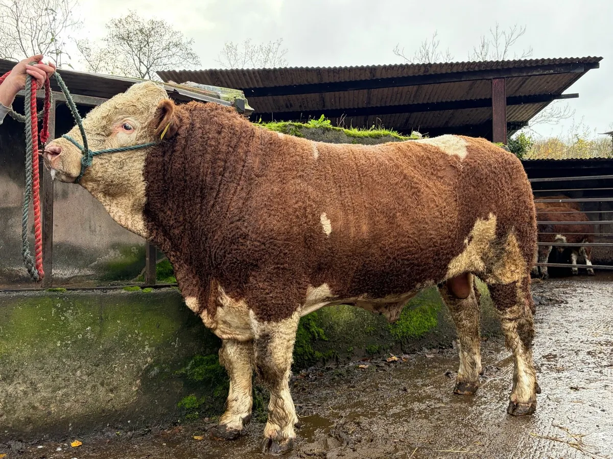 Simmental Bull - Image 1