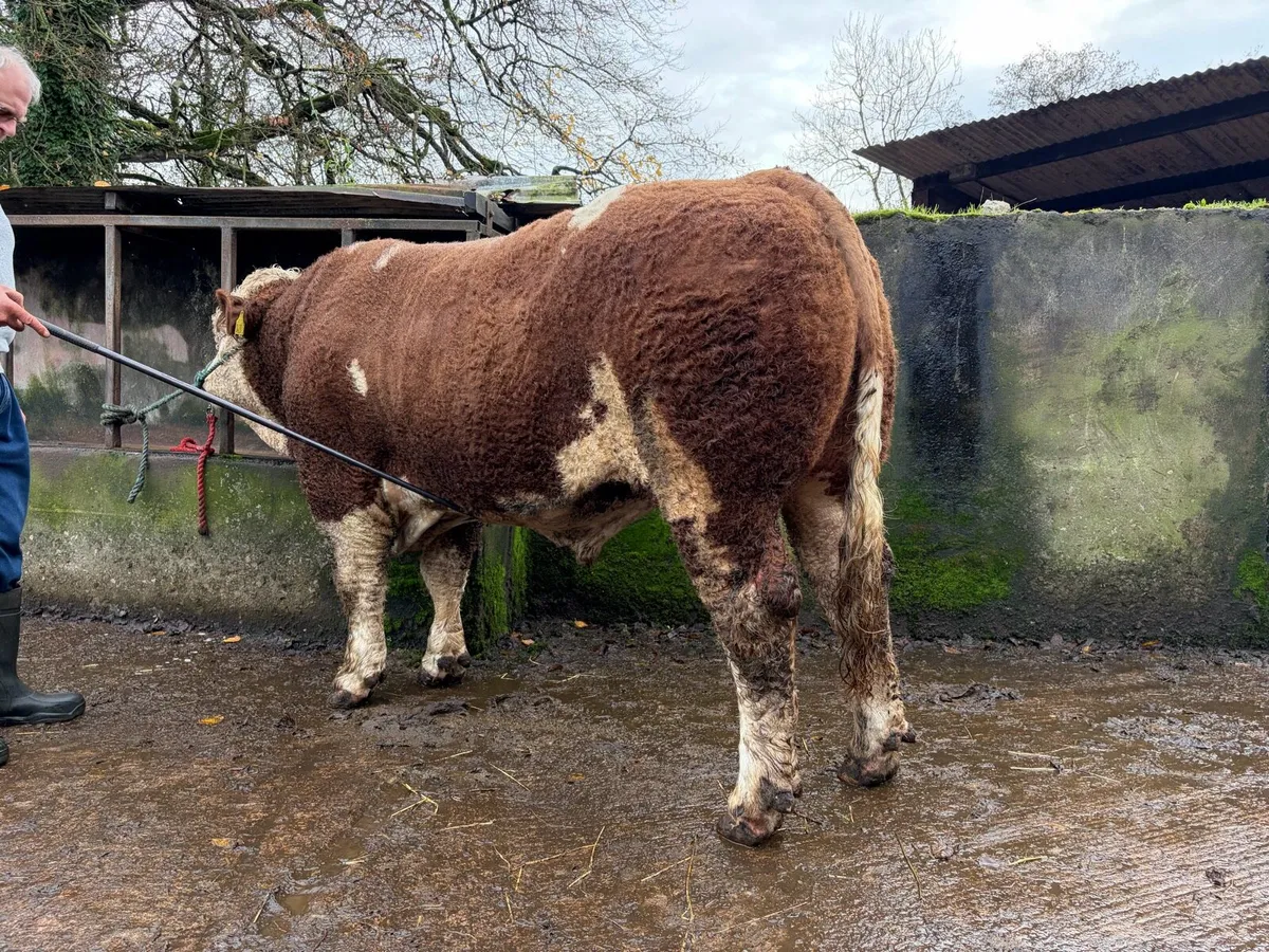 Simmental Bull - Image 2