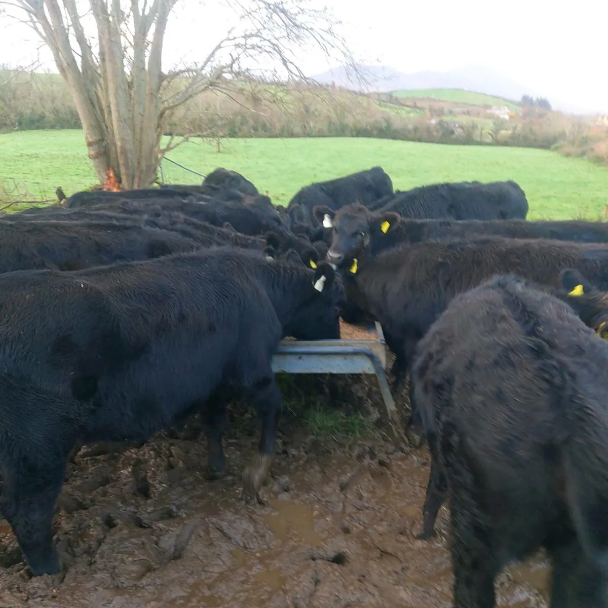 18 Angus and 3 Lmx Heifers - Image 1