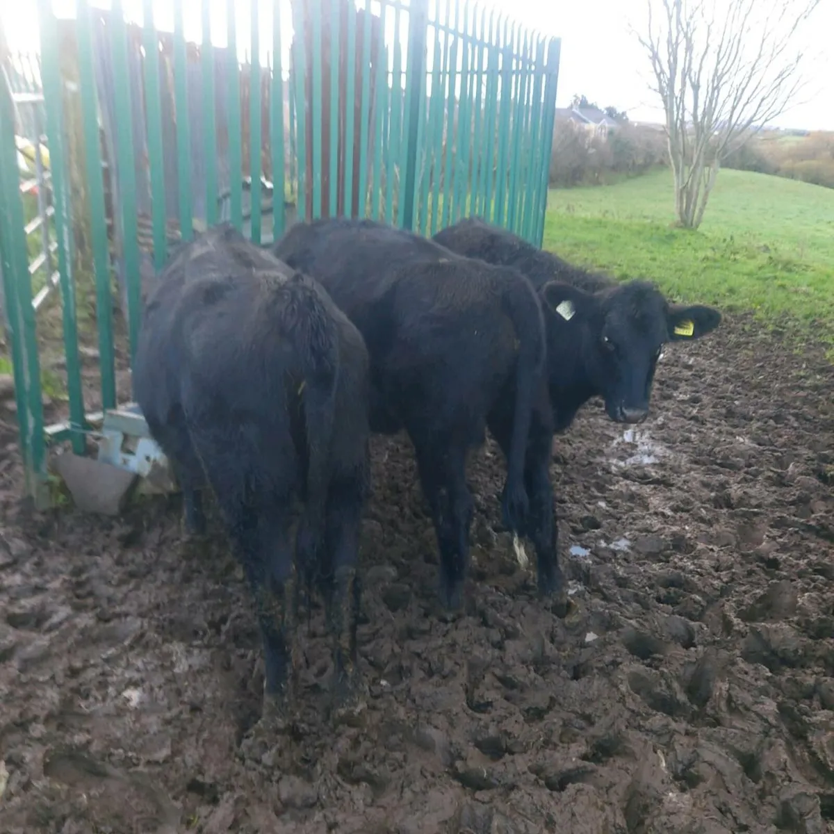 18 Angus and 3 Lmx Heifers - Image 2