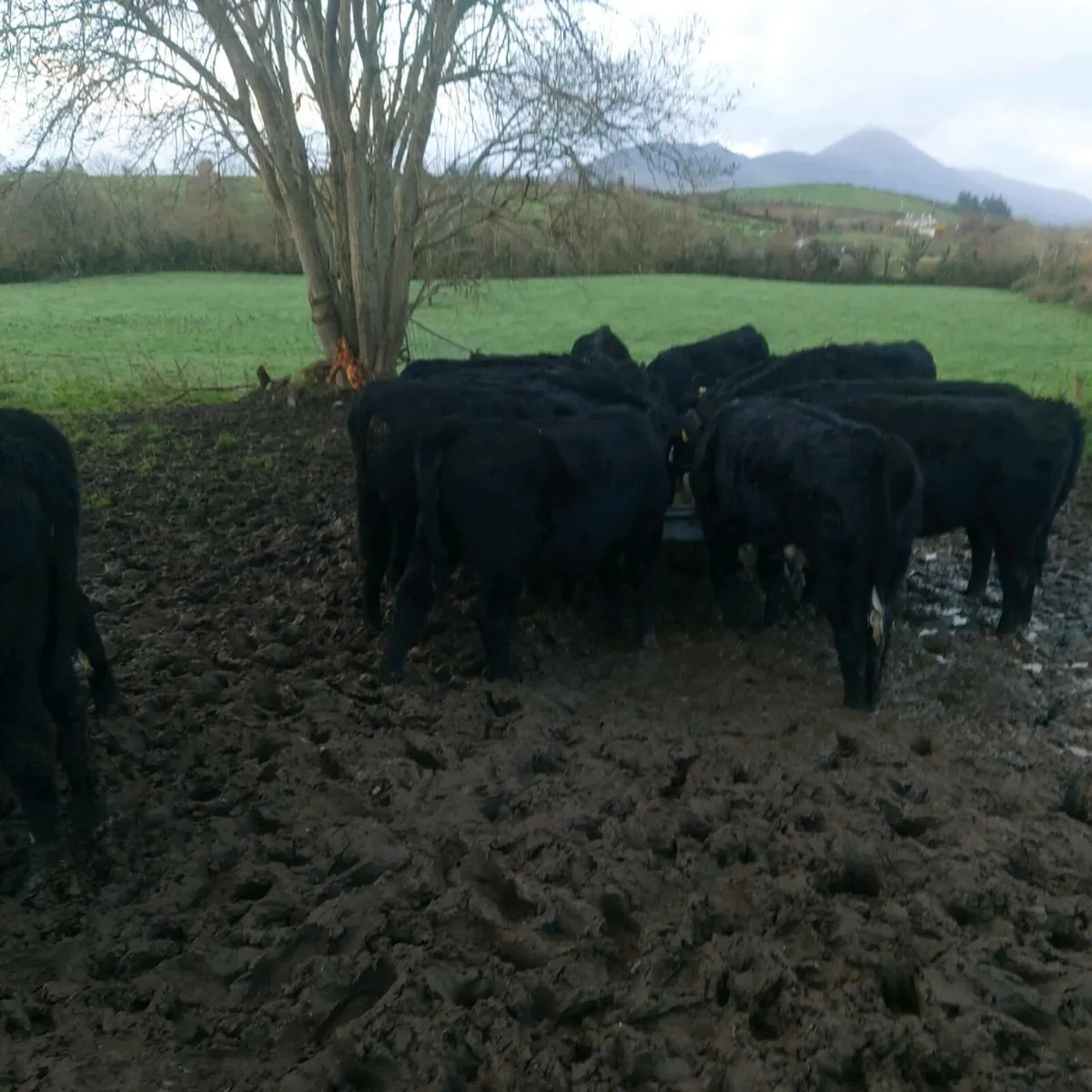 18 Angus and 3 Lmx Heifers - Image 3