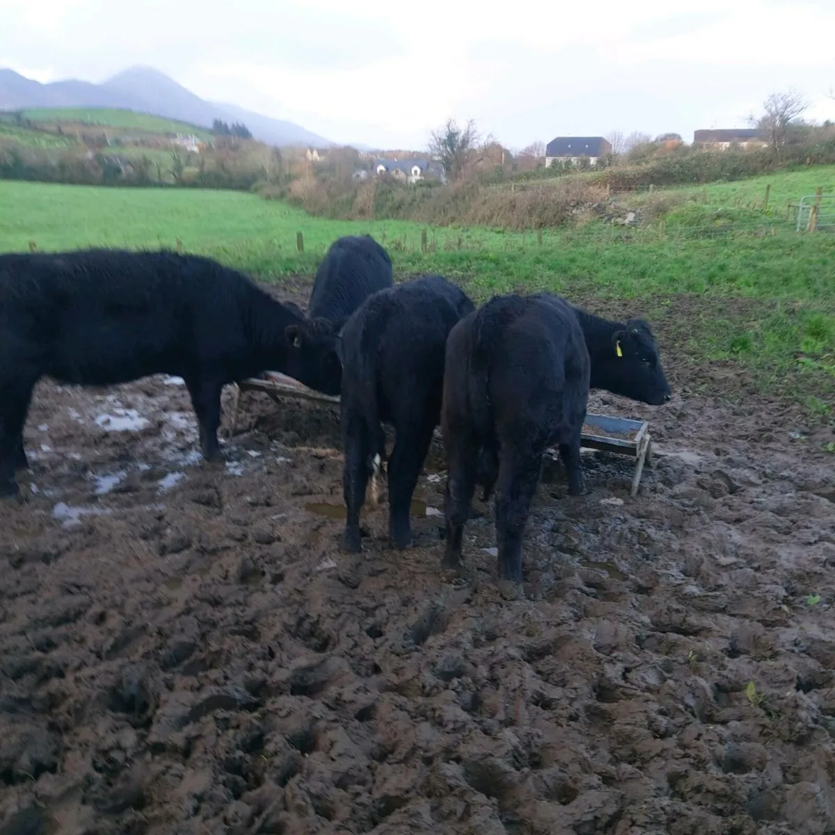 18 Angus and 3 Lmx Heifers - Image 4
