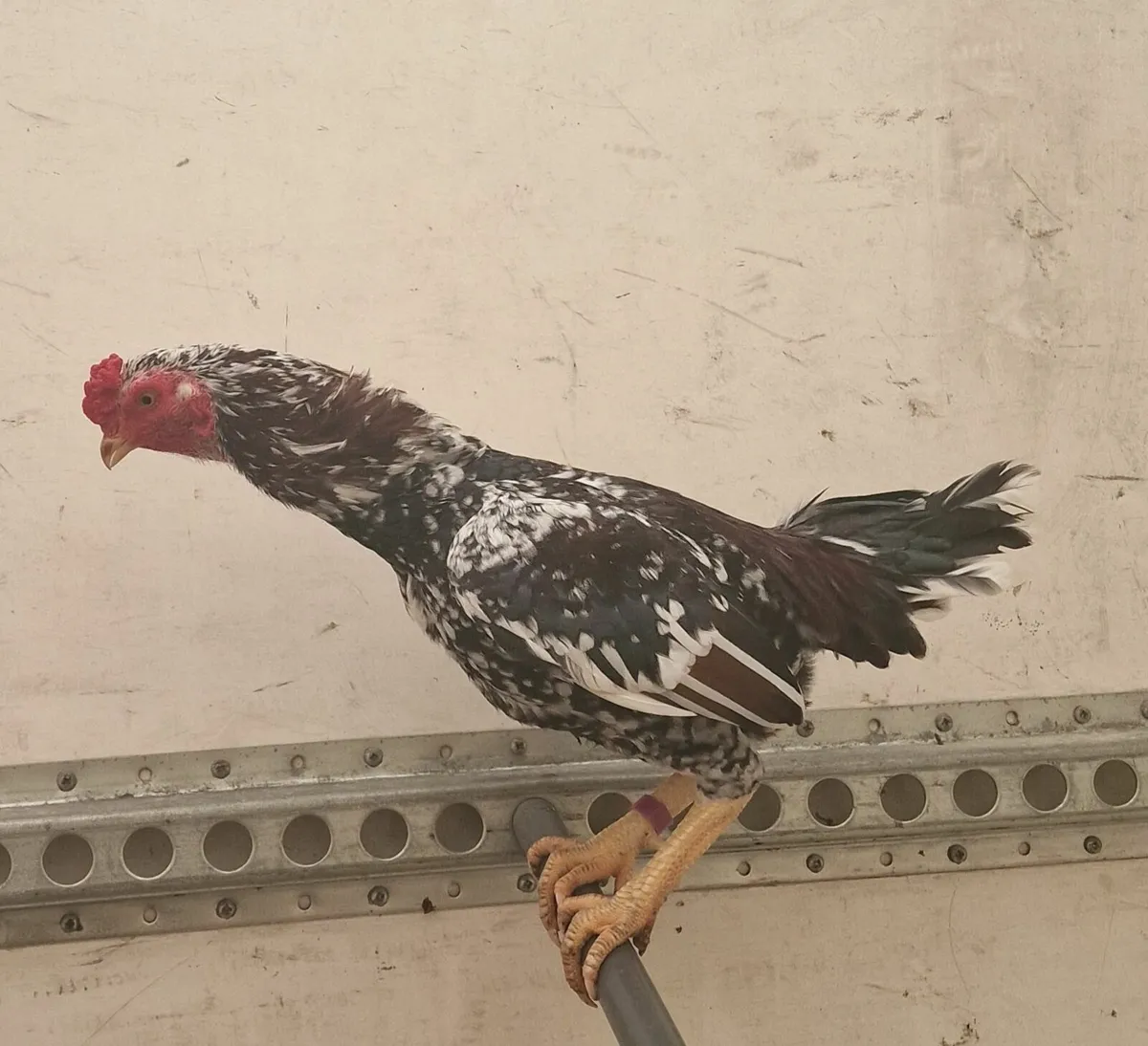 Bantam asil pair ,reza asil stags - Image 2