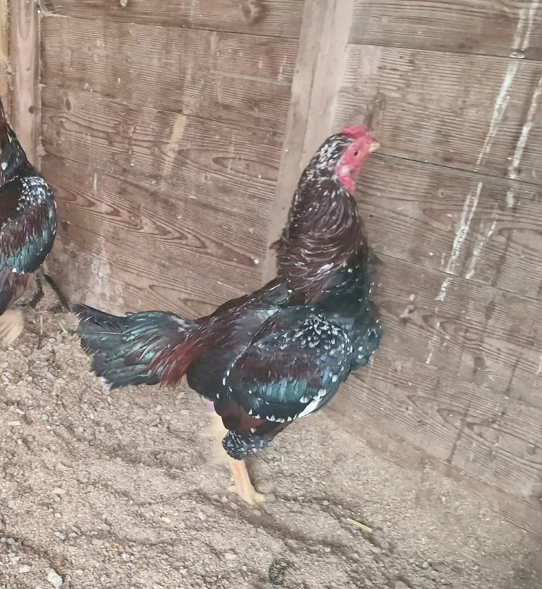 Bantam asil pair ,reza asil stags - Image 3