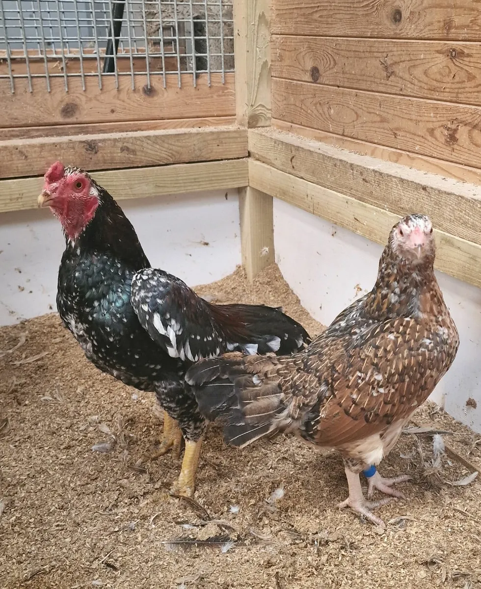 Bantam asil pair ,reza asil stags - Image 4