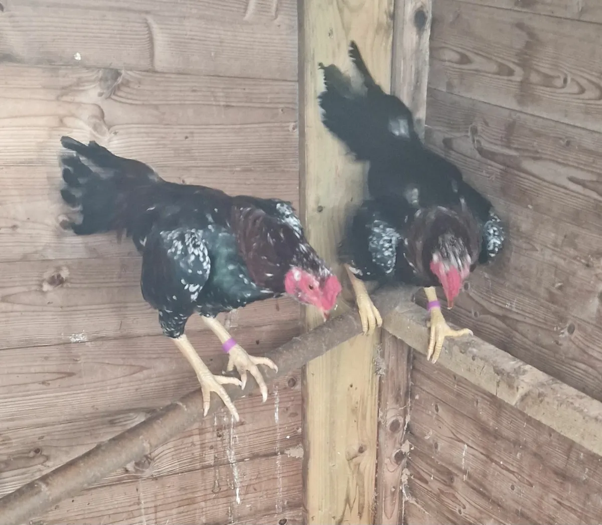 ,Reza asil stags - Image 3