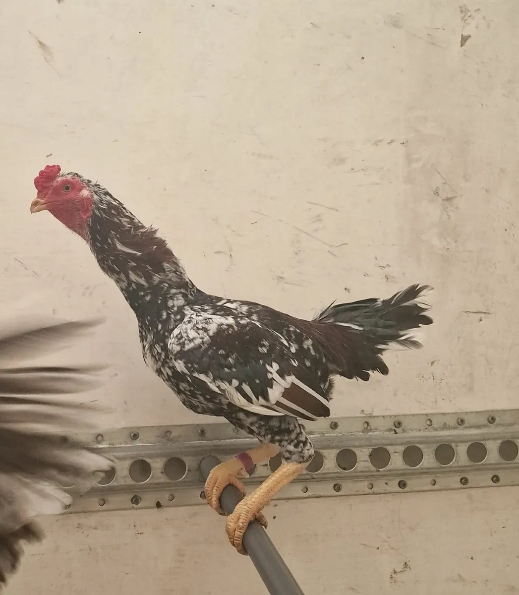 ,Reza asil stags - Image 4