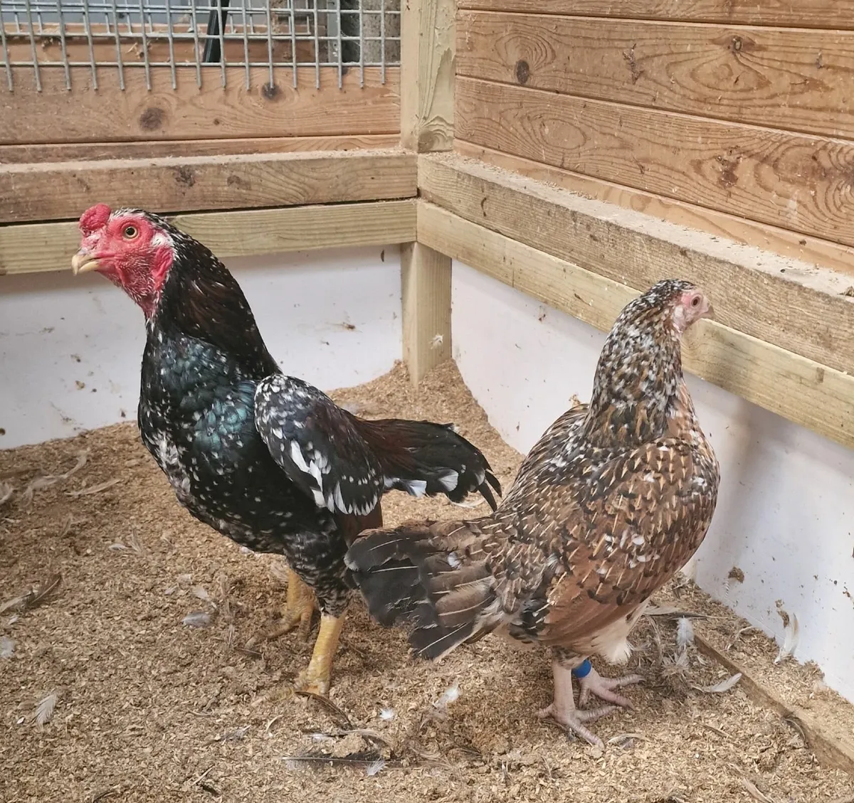 Bantam asil pair ,reza asil stags - Image 1