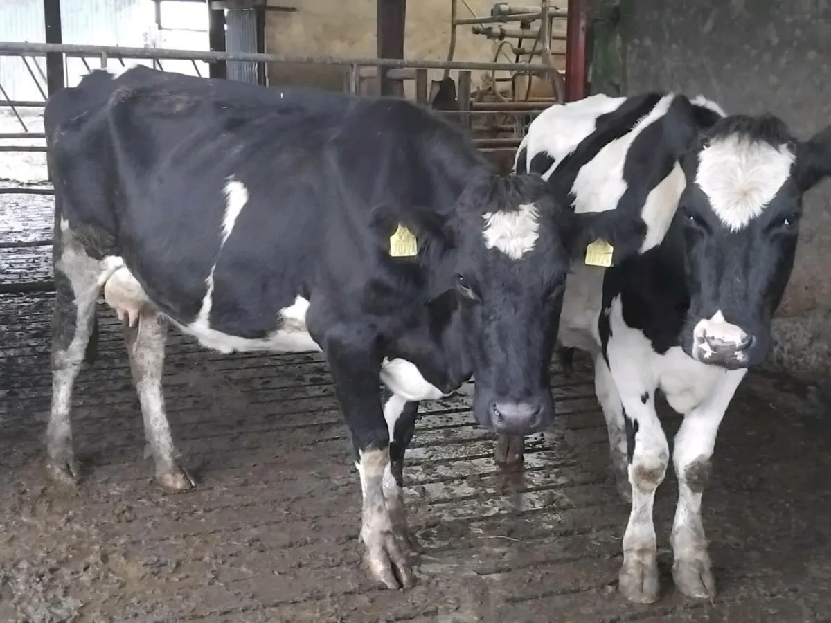 2 young friesian cows and angus bull calf - Image 1