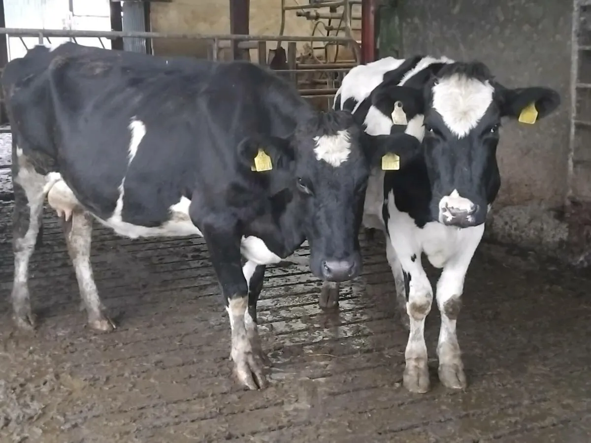 2 young friesian cows and angus bull calf - Image 2
