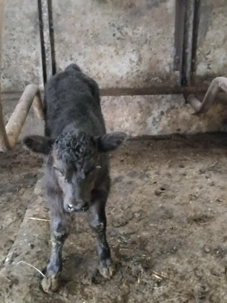 2 young friesian cows and angus bull calf - Image 4