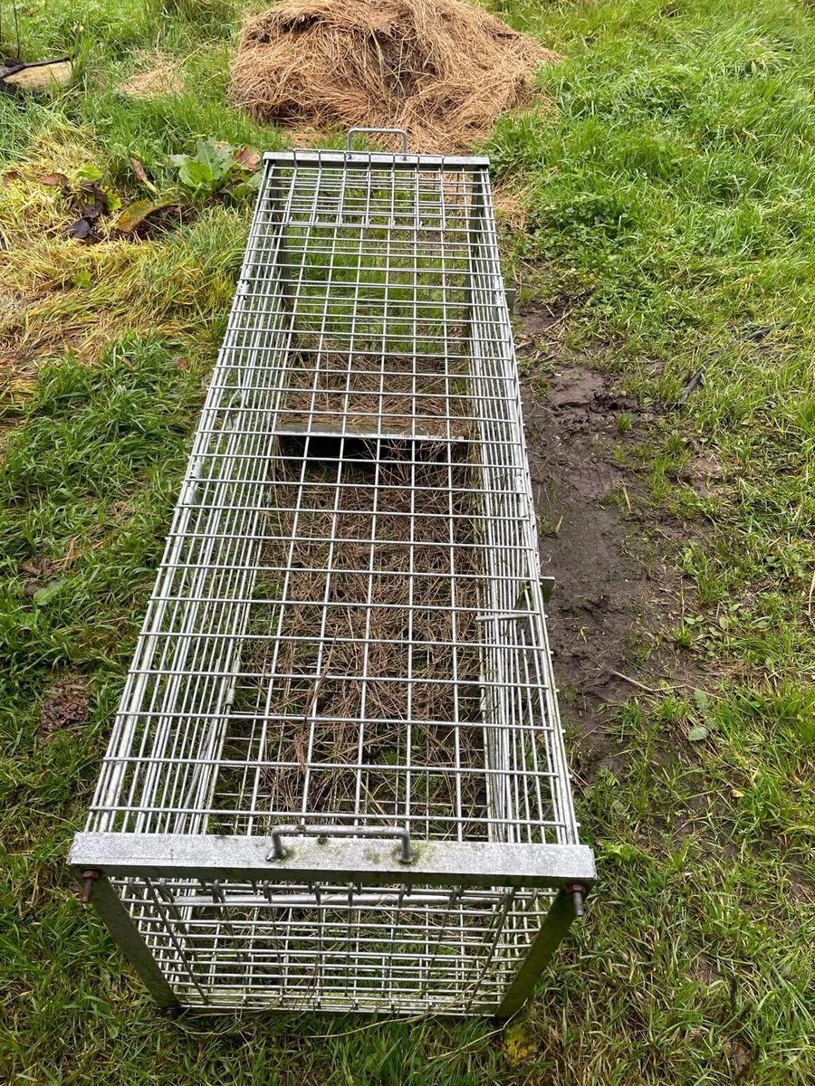 Yard cleanup - Image 2