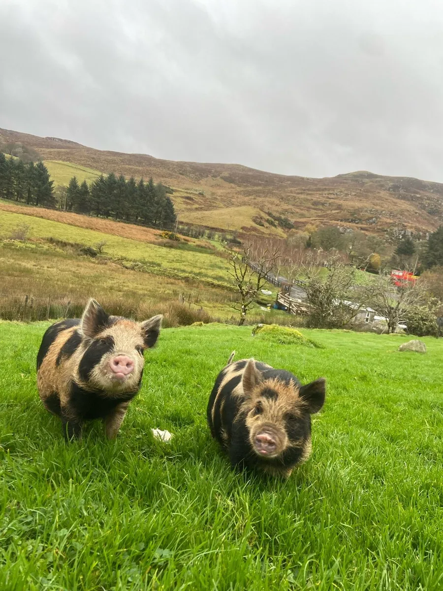 Kune kune piglets - Image 1